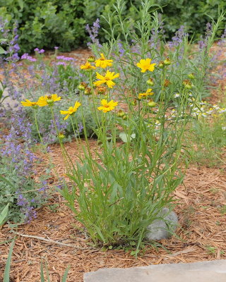 Lanceleaf Coreopsis #736 (8854)