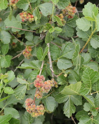 Dwarf Fragrant Sumac Berries #438 (8856)
