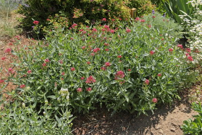Jupiter's Beard, Valerian #702 (8608)