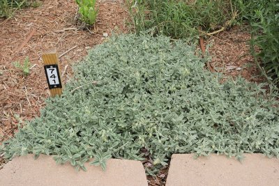 Rock Rose #741 (8836)