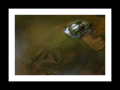 Froggy.jpg