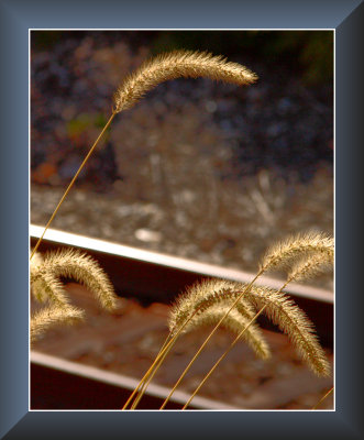 Weeds and Tracks.jpg