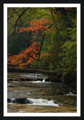 tree over river.jpg