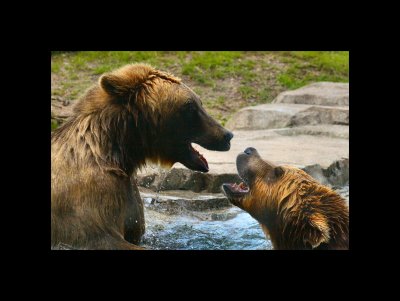 Bears fighting in the water 3.jpg