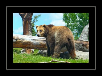 Bear on the hill.jpg