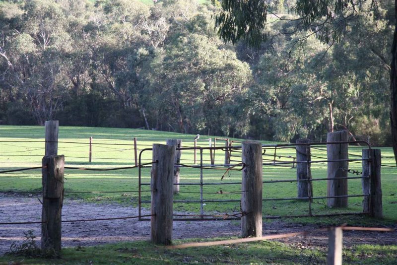 14 july Paddocks