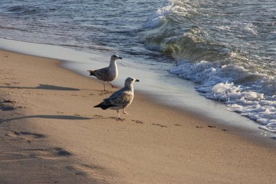 Sea gulls