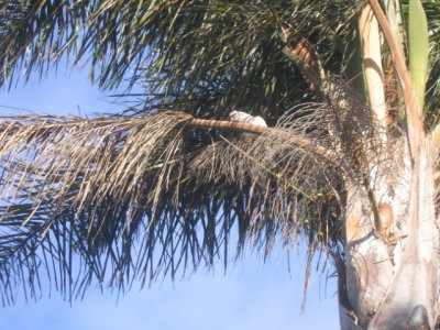 23 july Galah at palmtree