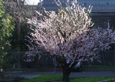 26 july early prunus tree flowering