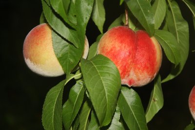 13 december Peaches