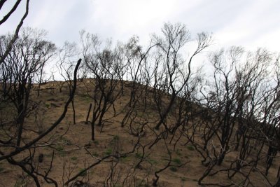 After the bushfires of 2009