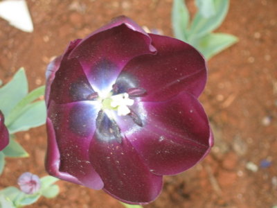 29 september So called black tulip