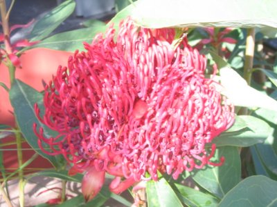 8 october Waratah flower at GardenWorld, Springvale