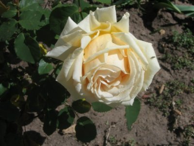 10 october My jubilee rose
