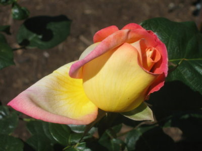 11 october Beautiful Rose bud