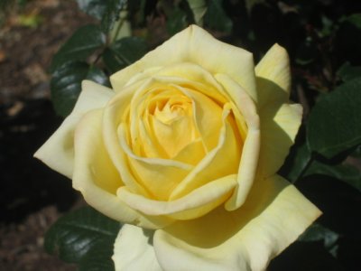 Yellow  rose  spring2006