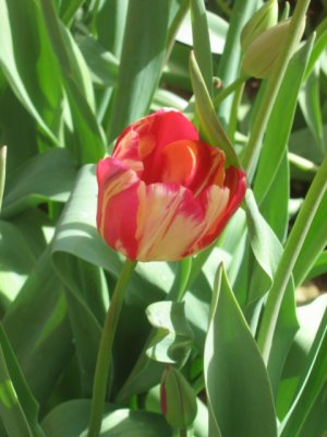 a hidden tulip