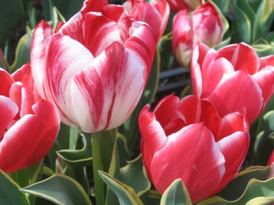 tulips de nice 2