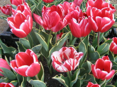 tulips de nice