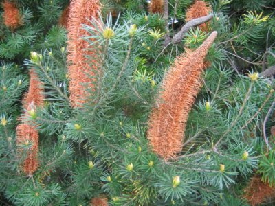 16 october Banksia