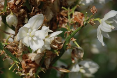 Yucca Blooms