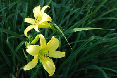 Lovely Ladies in Yellow