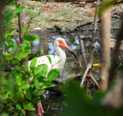 white ibis 3.jpg