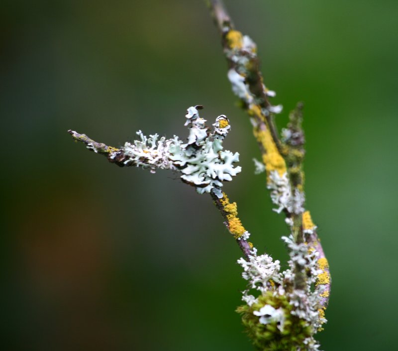 Arboretum 040.jpg
