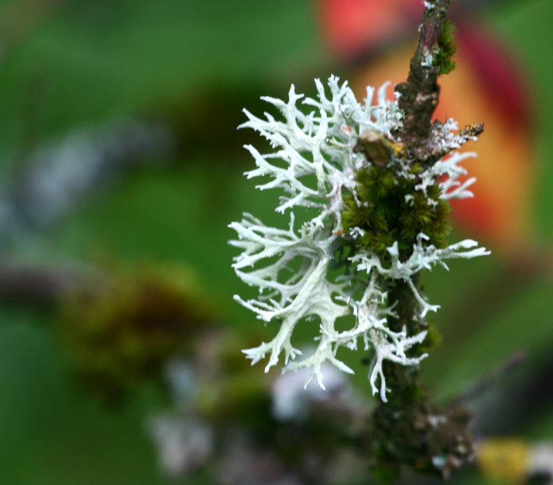 Arboretum 041.jpg