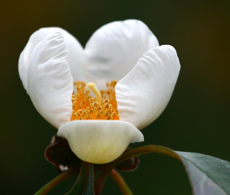 Arboretum 061.jpg