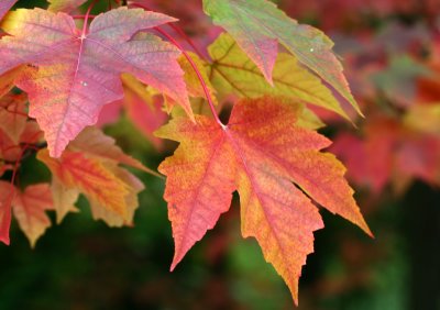 Arboretum 011.jpg