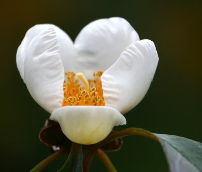Arboretum 061.jpg