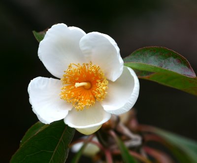 Arboretum 064.jpg