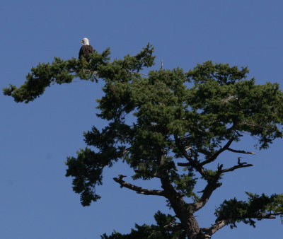eagle from kayak.jpg