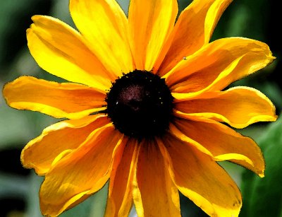 Sun Flower Watercolour.jpg