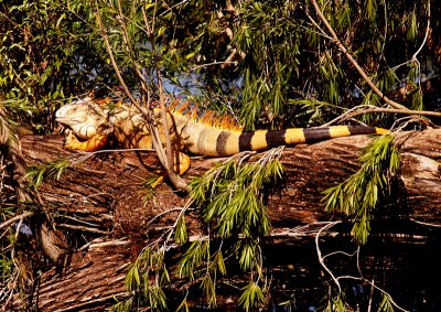 Lizard Camouflaged.jpg