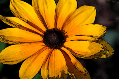 Yellow Sun Flower_Brushed.jpg