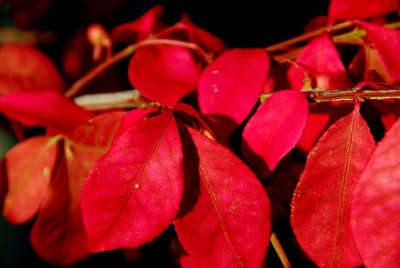 Fall Leaves_2006.jpg