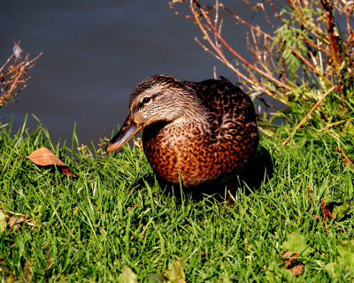 Quacking Attacking Duck_3.jpg