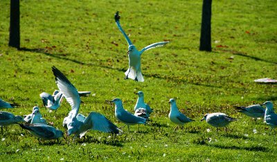 Seagull Argument.jpg