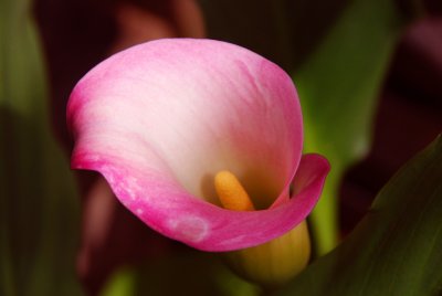 Orchid Subtle_2008.jpg