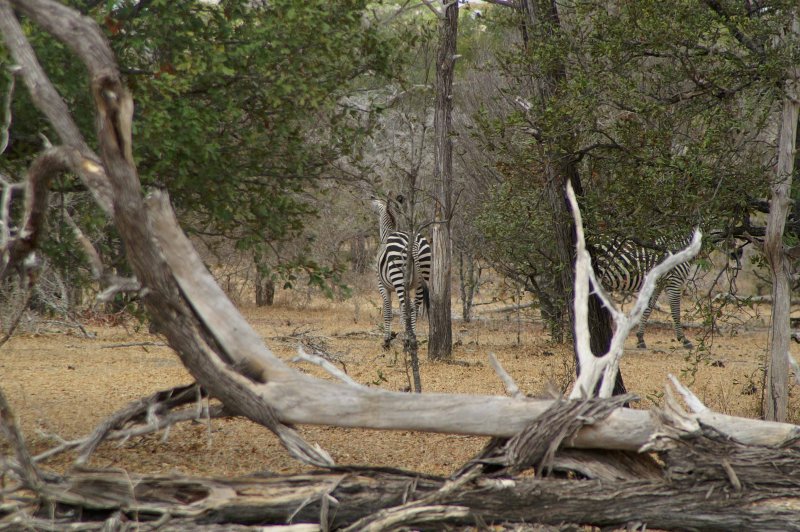 Illusive Zebras