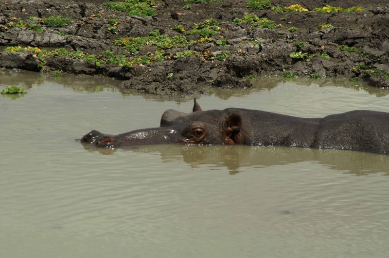 Soaking Hippo