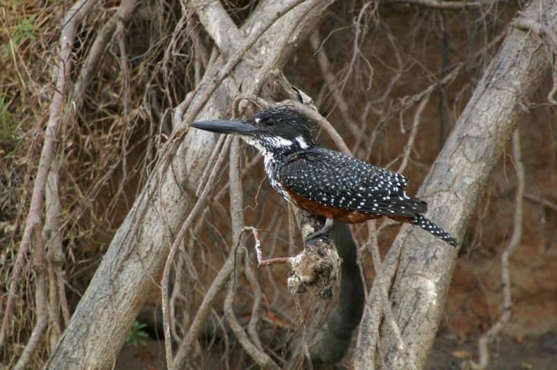 Giant Kingfisher