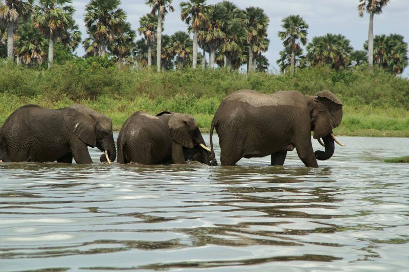 Elephant Convoy