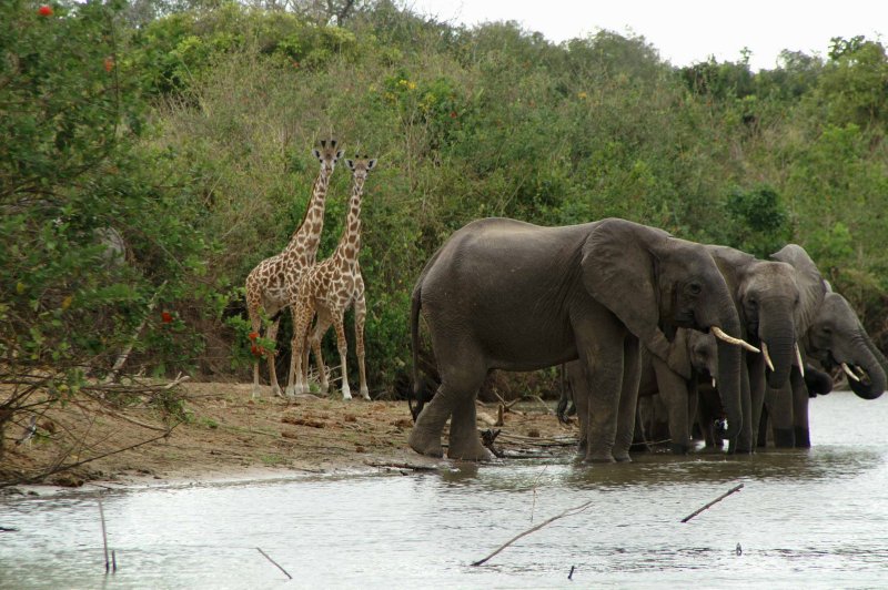 Selous from the Water