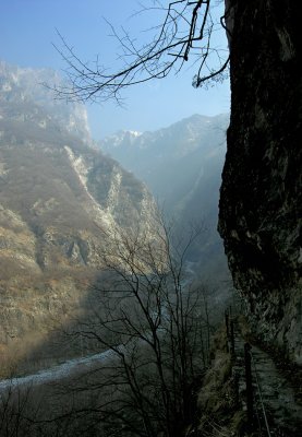 tracciolino