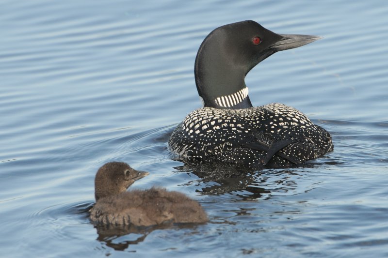 Common Loon (with two week old chick)