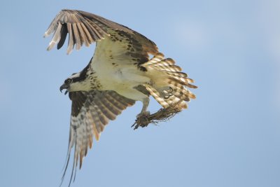 Osprey (Carrying stick for nest)
