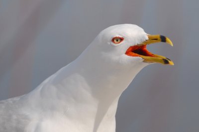 Ring-billed Gull